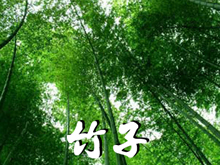 竹子香味
